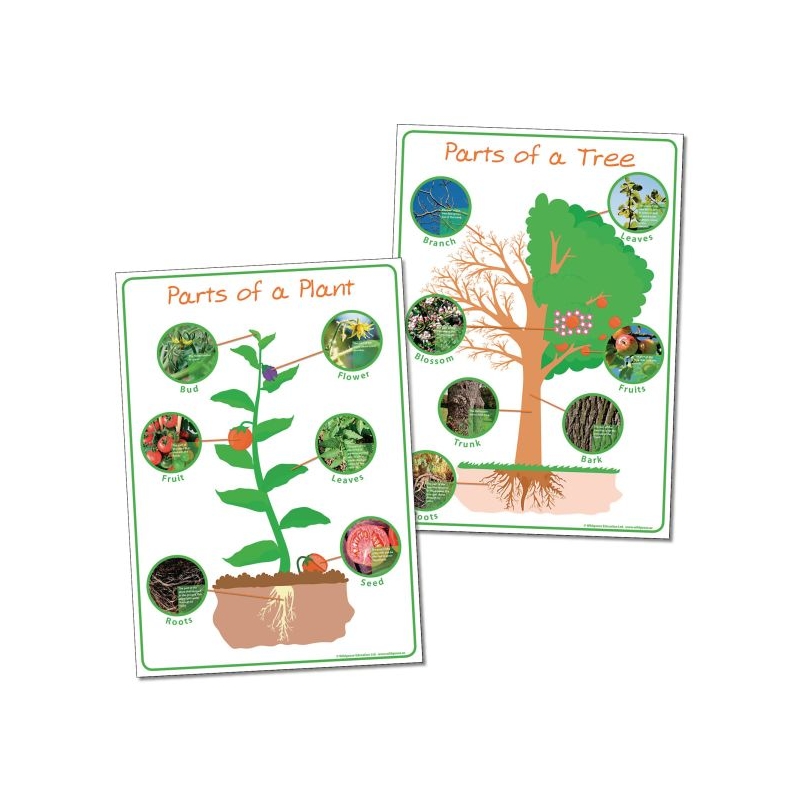 Parts Of Plant And Tree Poster