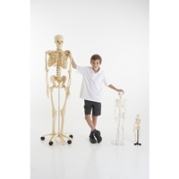 Mini Skeleton