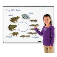 Giant Magnetic Frog Life Cycle