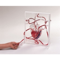 3d Pumping Heart Model