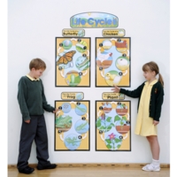 Life Cycles Bulletin Board