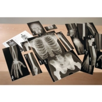 Human Skeleton True To Life