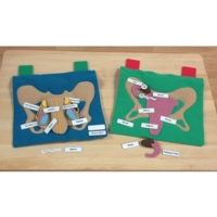 Male Reproductive Display