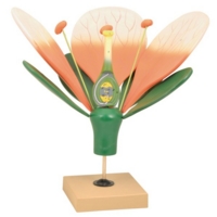 Giant Flower Model