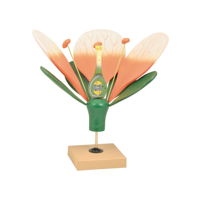 Giant Flower Model