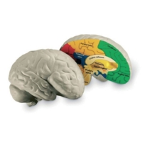 Foam Human Body Parts Set
