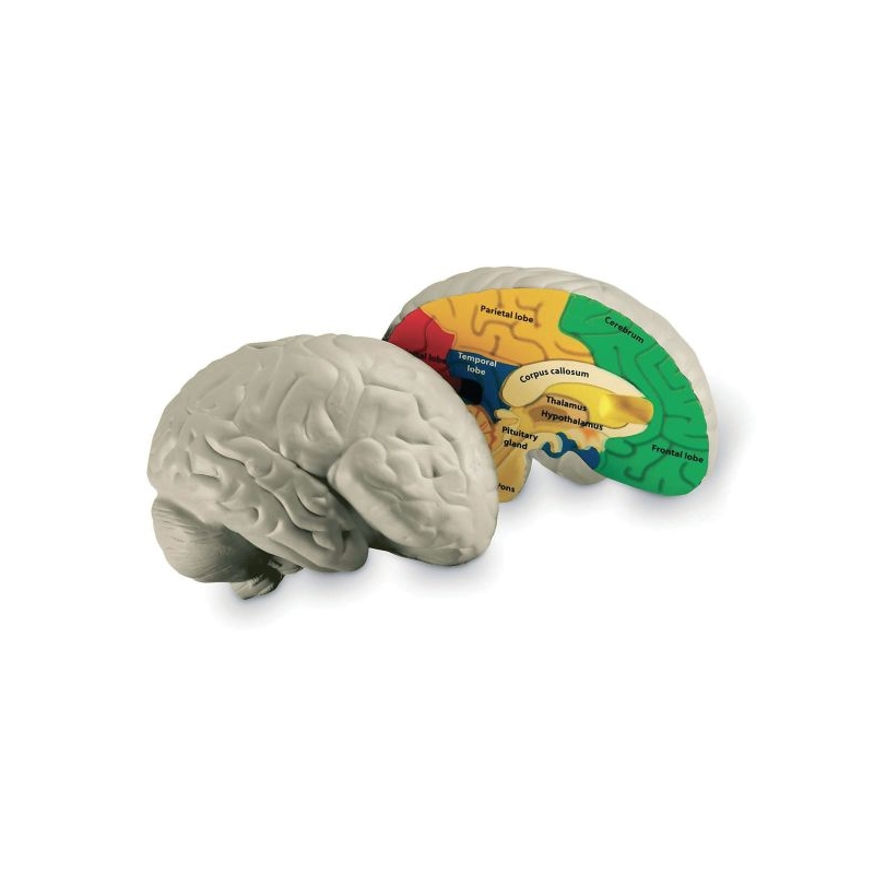 Foam Human Body Parts Set