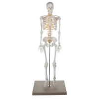 Half Size Skeleton