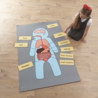 Body Organs Mat