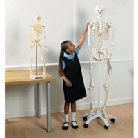 Full Size Plastic Skeleton with Stand