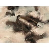 Natural Feathers