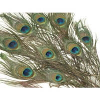 Peacock Feathers
